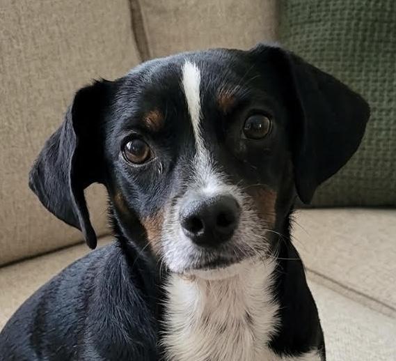 Charlie Brown, ADOPTABLE, Young Male Beagle.