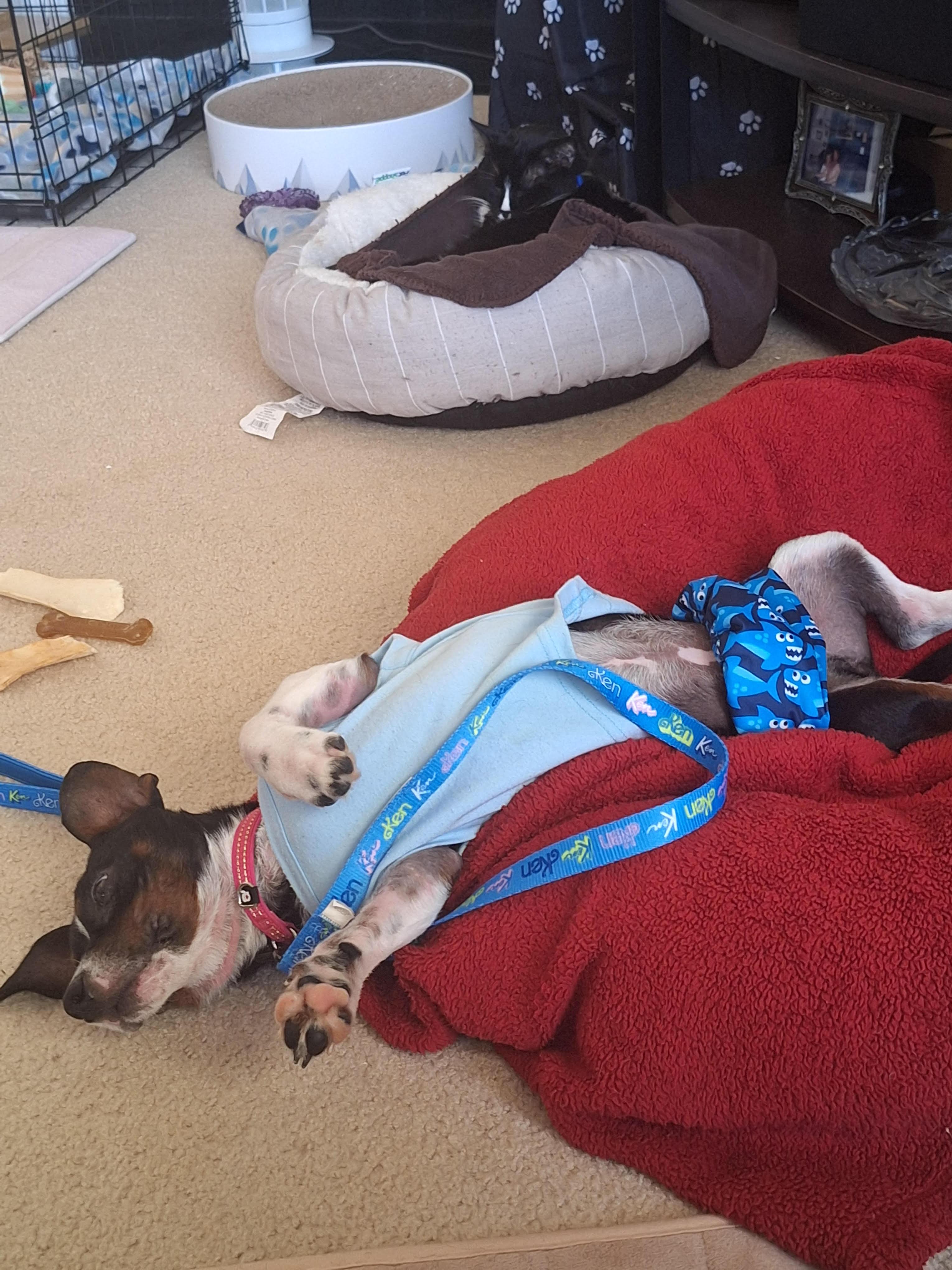 Enlarge Charlie Brown, a ADOPTABLE mixed breed in Cumming, GA image 4/6