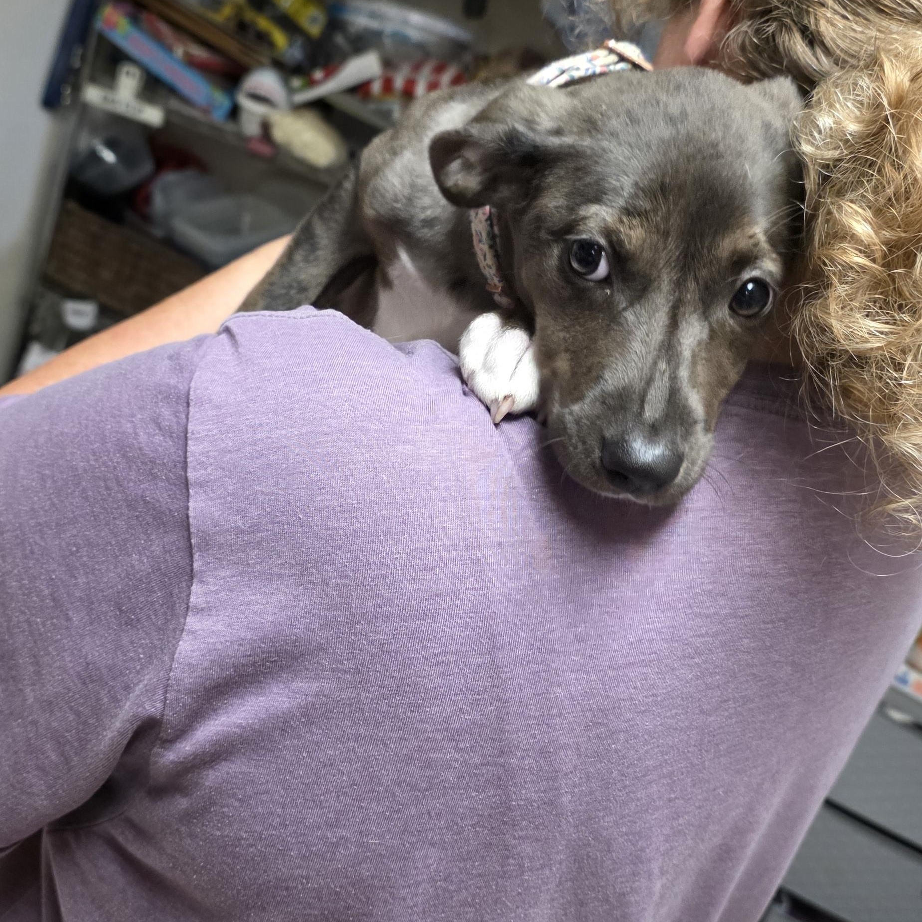 Enlarge Dolce, a ADOPTABLE mixed breed in Baker, LA image 3/3