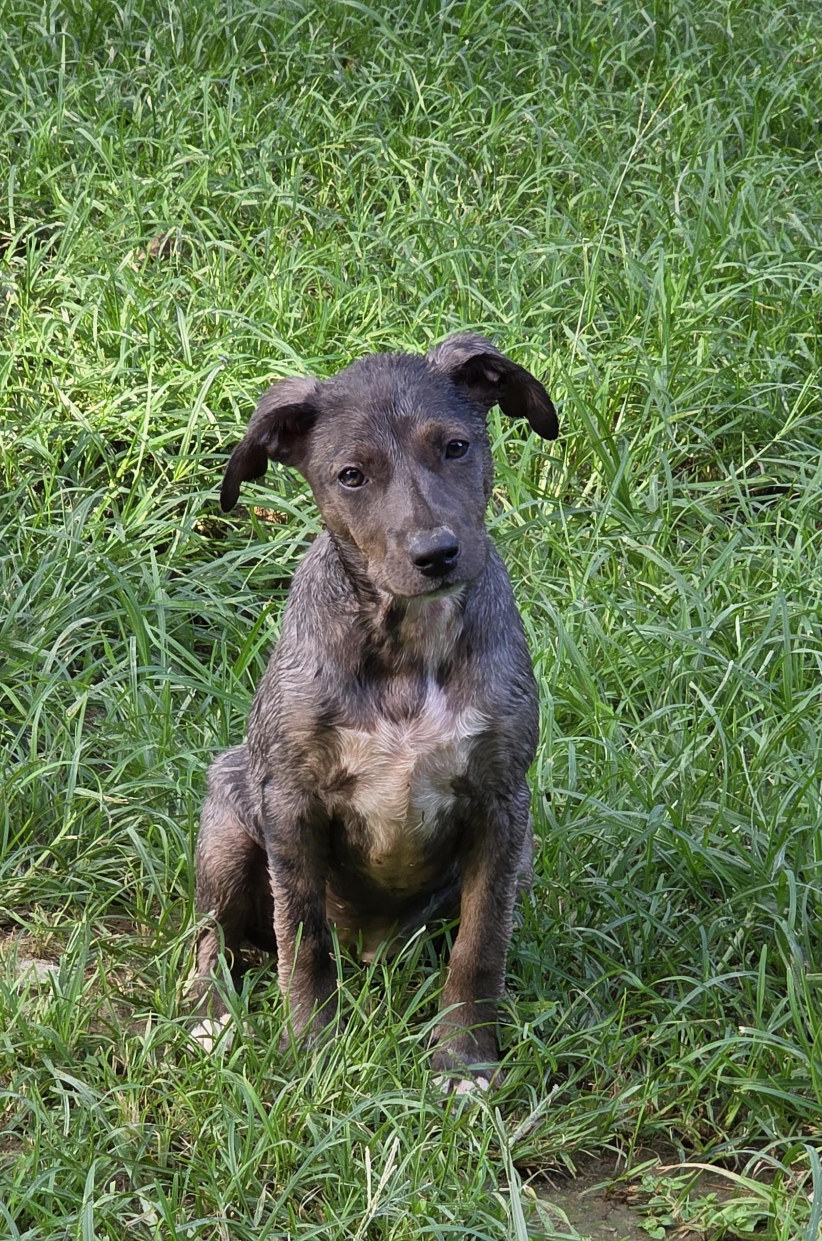 Enlarge Dolce, a ADOPTABLE mixed breed in Baker, LA image 2/3
