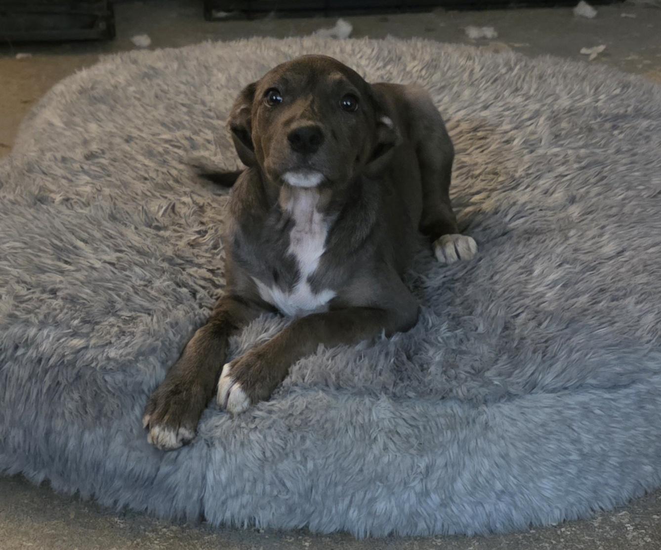 Enlarge Dolce, a ADOPTABLE mixed breed in Baker, LA image 1/3