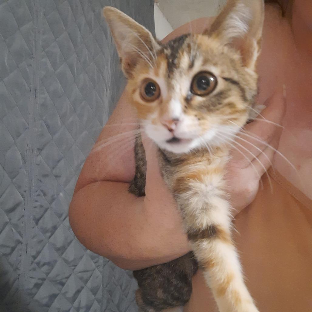 Latte, Adoptable, Kitten Female Domestic Short Hair.