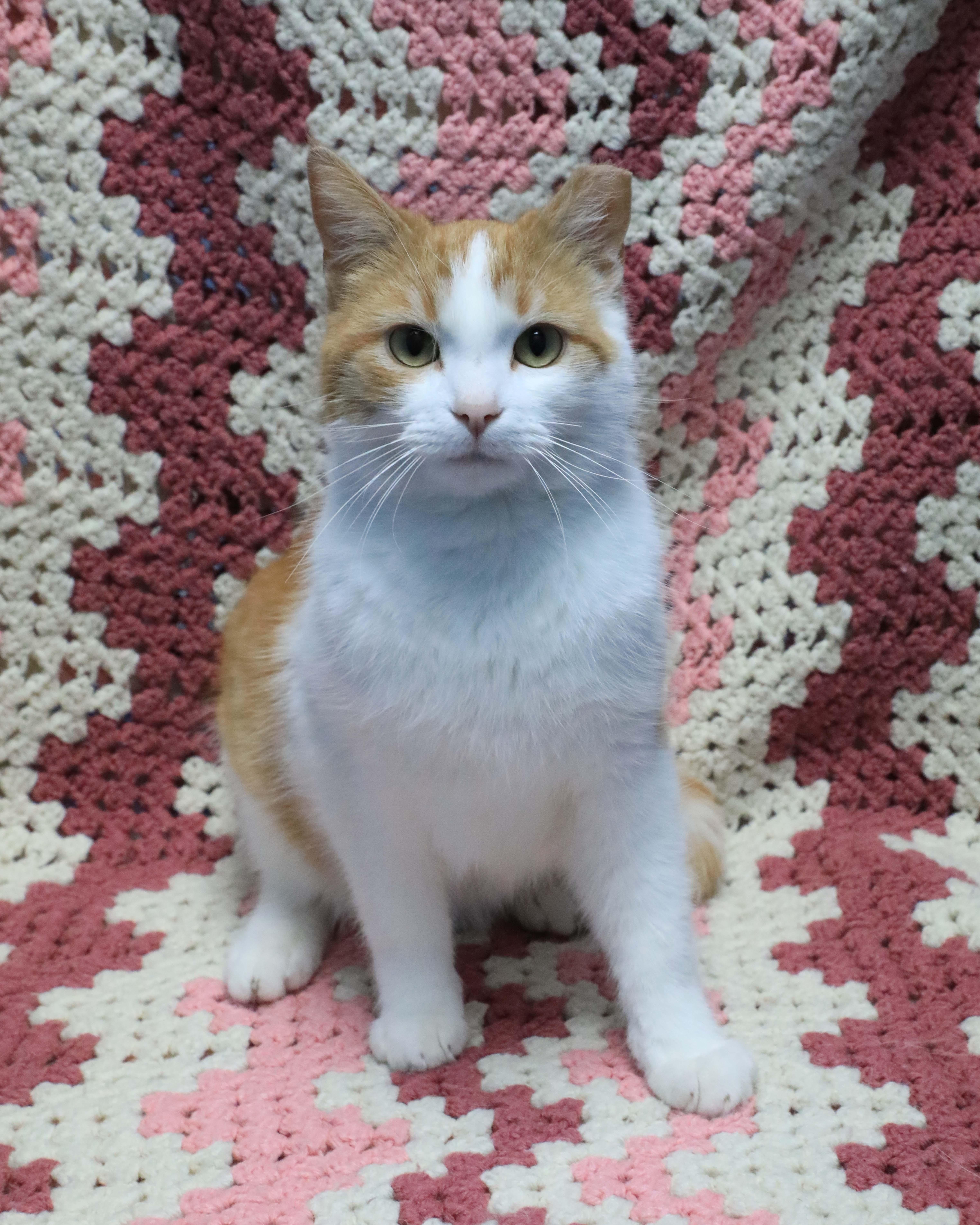 Lucky, ADOPTABLE, Kitten Male Domestic Short Hair.