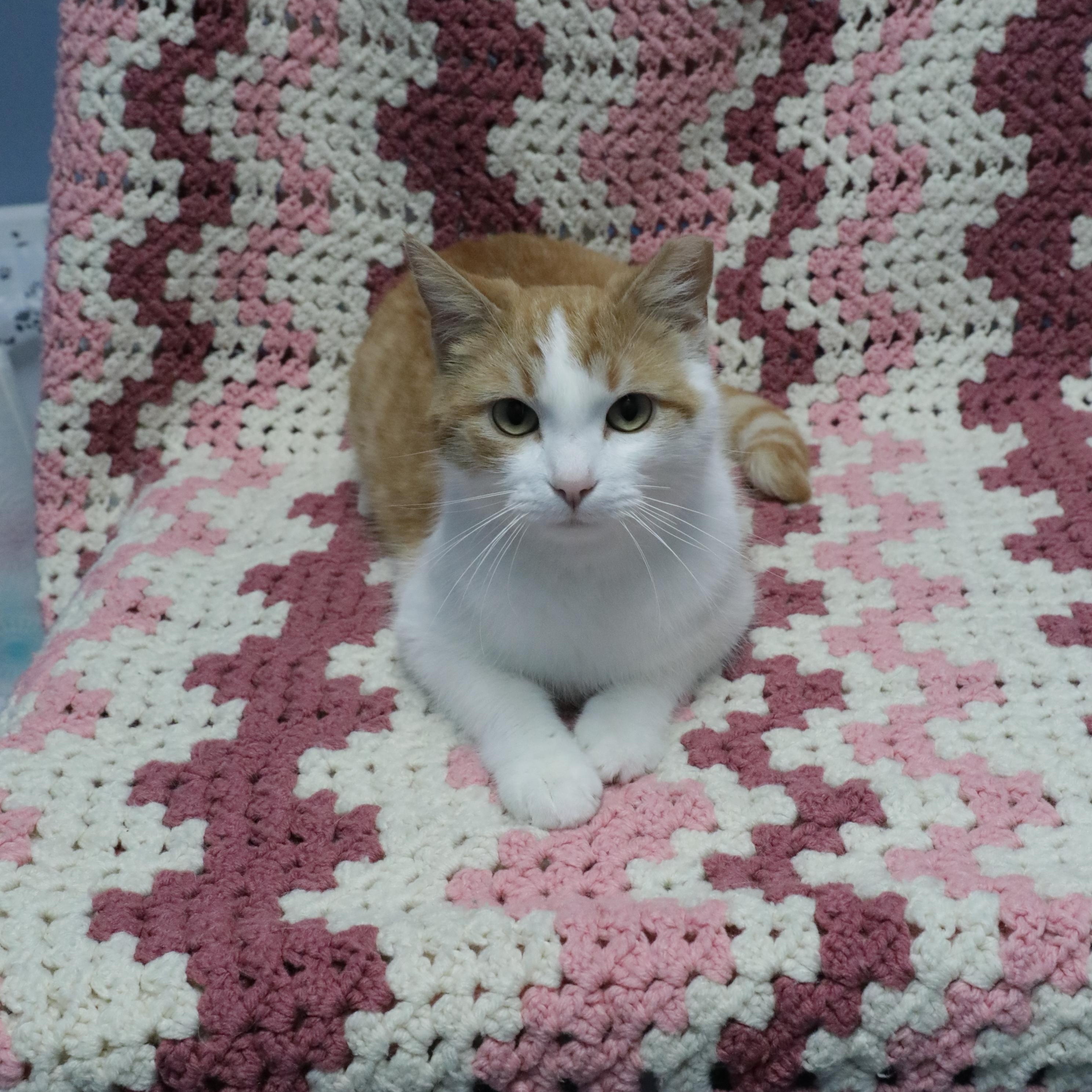 Lucky, a ADOPTABLE Domestic Short Hair in Rock Falls, IL image 3/3