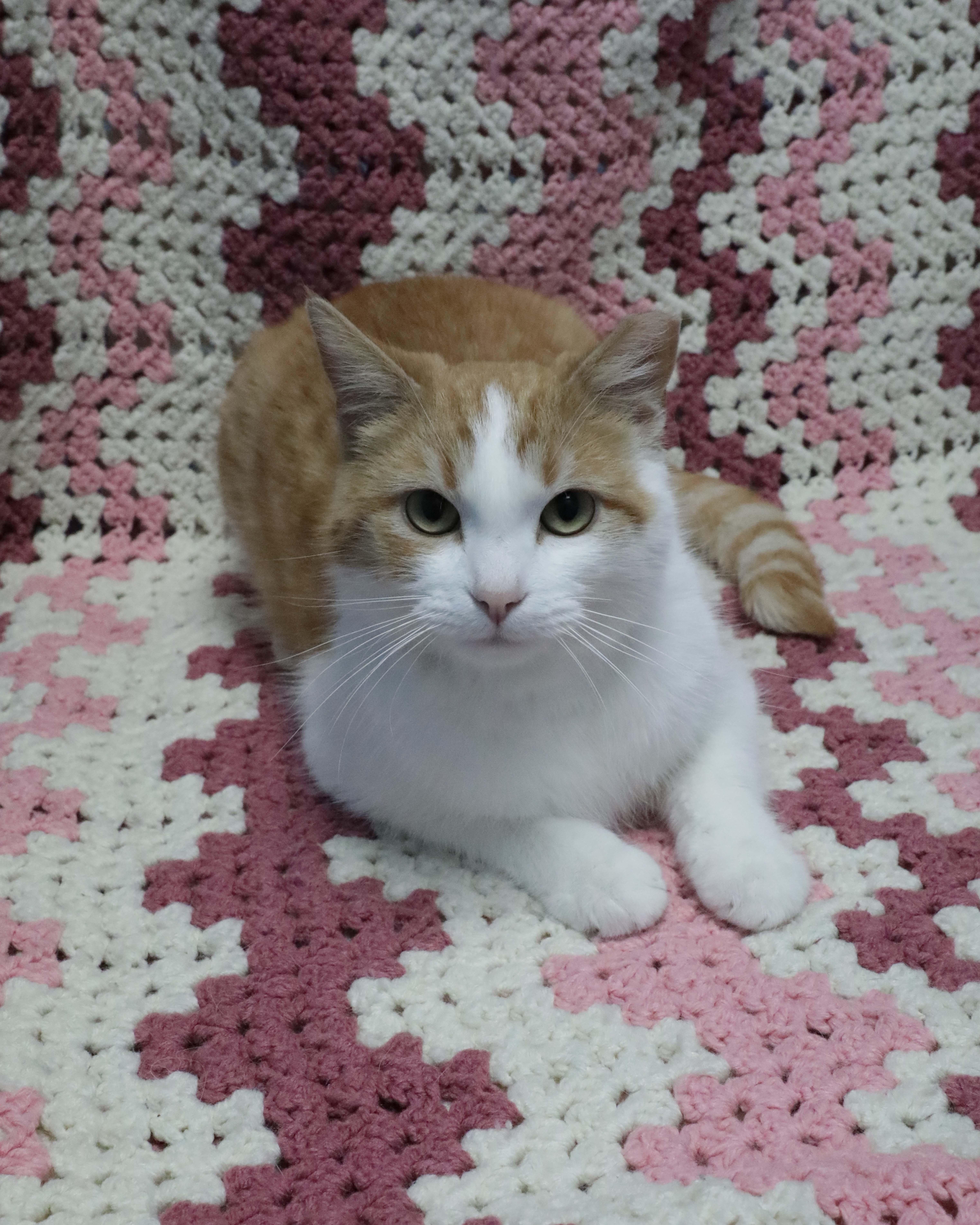 Lucky, a ADOPTABLE Domestic Short Hair in Rock Falls, IL image 2/3