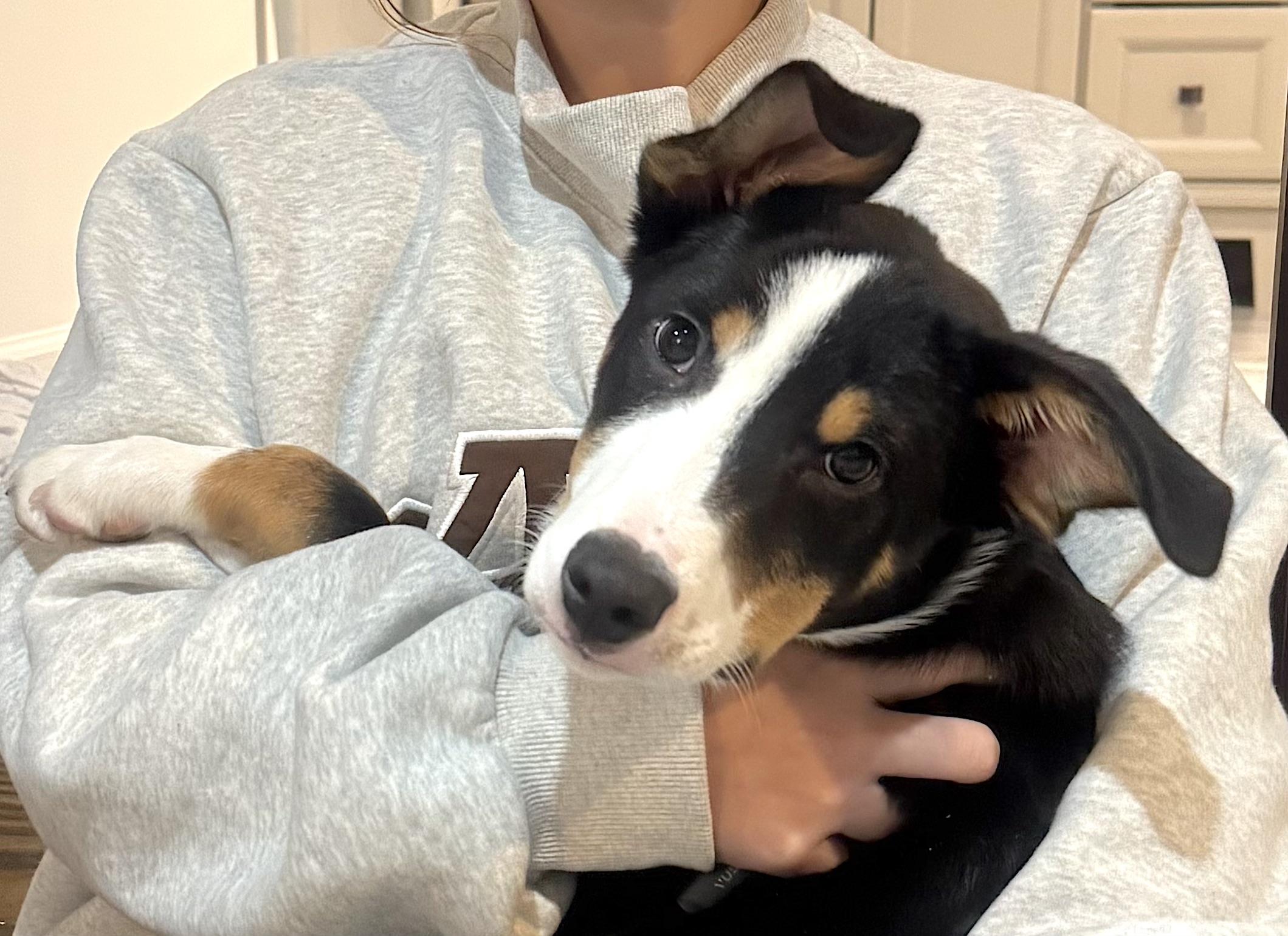 Slim, a other mixed breed in Mount Airy, NC image 2/2