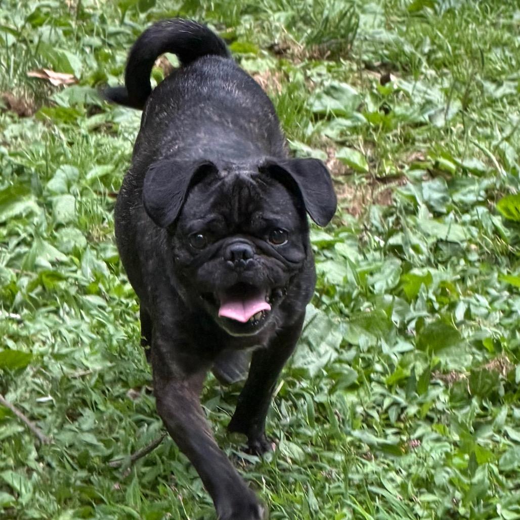 Enlarge Fudge, a Adoptable Pug in West Chester, PA image 1/1