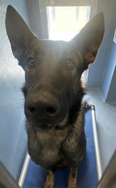 Enlarge BOGEY, a Adoptable mixed breed in Downey, CA image 1/1