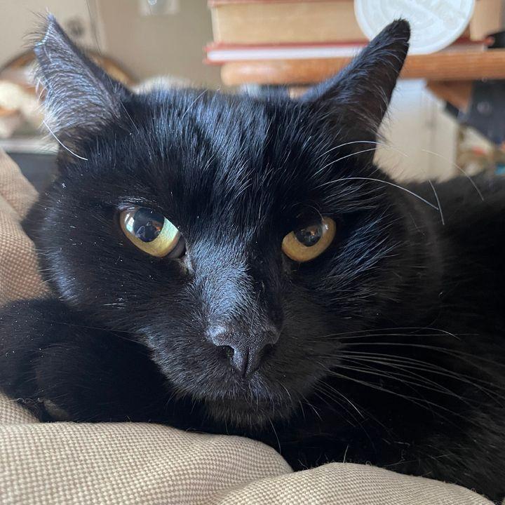 Papi, Adoptable, Adult Male Domestic Medium Hair.