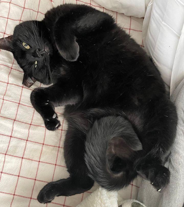 Papi, Adoptable, Adult Male Domestic Medium Hair.