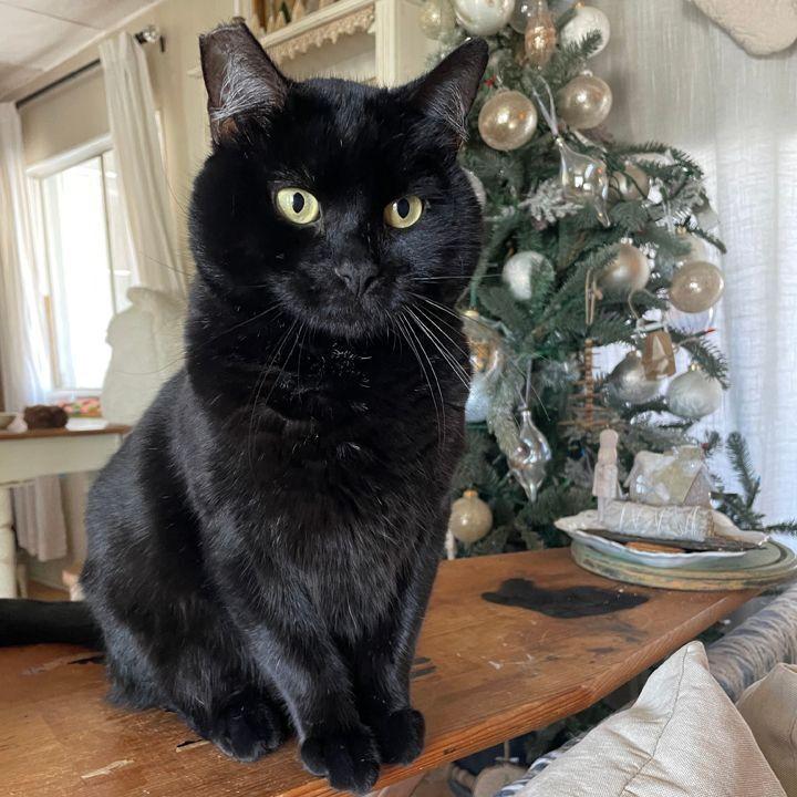 Enlarge Papi, a Adoptable Domestic Medium Hair in Redlands, CA image 3/3