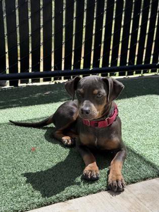 Cheetos, Adoptable, Puppy Male Mixed Breed & Mixed Breed.