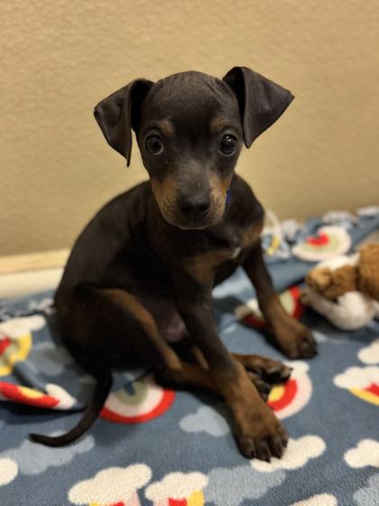 Cheetos, Adoptable, Puppy Male Mixed Breed & Mixed Breed.