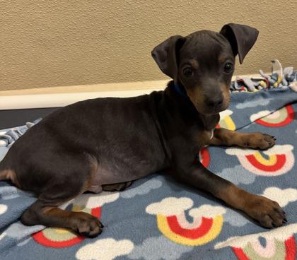 Enlarge Cheetos, a Adoptable mixed breed in Pleasanton, CA image 2/3