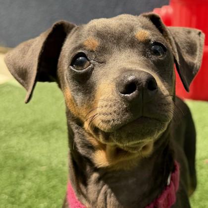 Enlarge Cheetos, a Adoptable mixed breed in Pleasanton, CA image 2/3