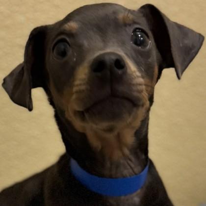 Enlarge Cheetos, a Adoptable mixed breed in Pleasanton, CA image 3/3