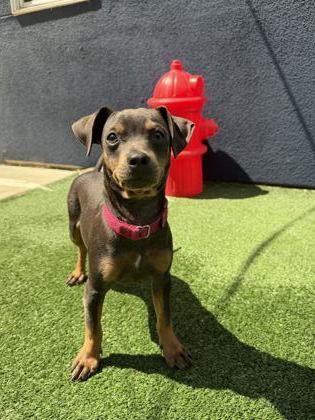 Enlarge Cheetos, a Adoptable mixed breed in Pleasanton, CA image 3/3