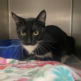 Enlarge Pepper, a Adoptable Domestic Short Hair in Newport, NC image 1/6