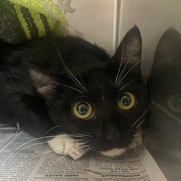 Enlarge Pepper, a Adoptable Domestic Short Hair in Newport, NC image 2/6