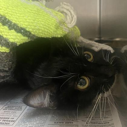 Enlarge Pepper, a Adoptable Domestic Short Hair in Newport, NC image 4/6