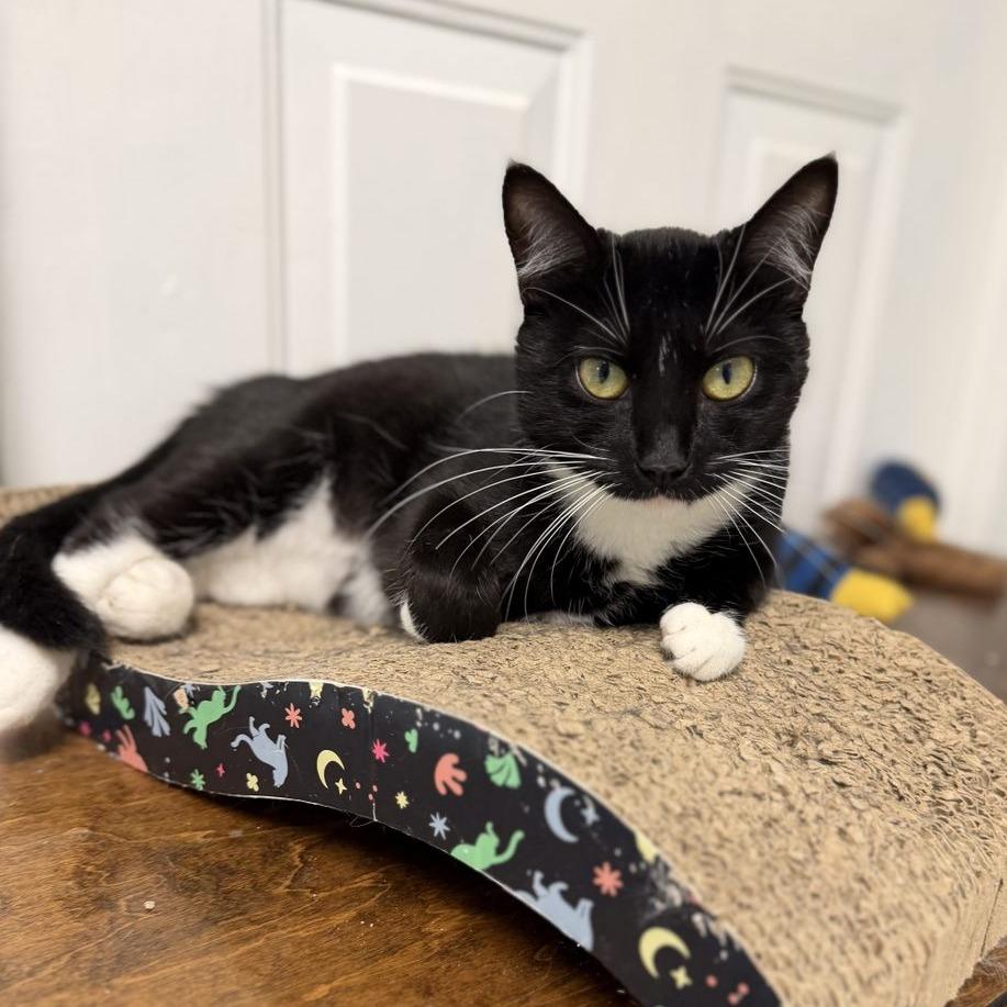 Enlarge Pepper, a Adoptable Domestic Short Hair in Newport, NC image 5/6