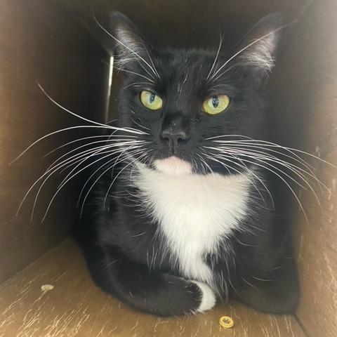 Enlarge Pepper, a Adoptable Domestic Short Hair in Newport, NC image 6/6