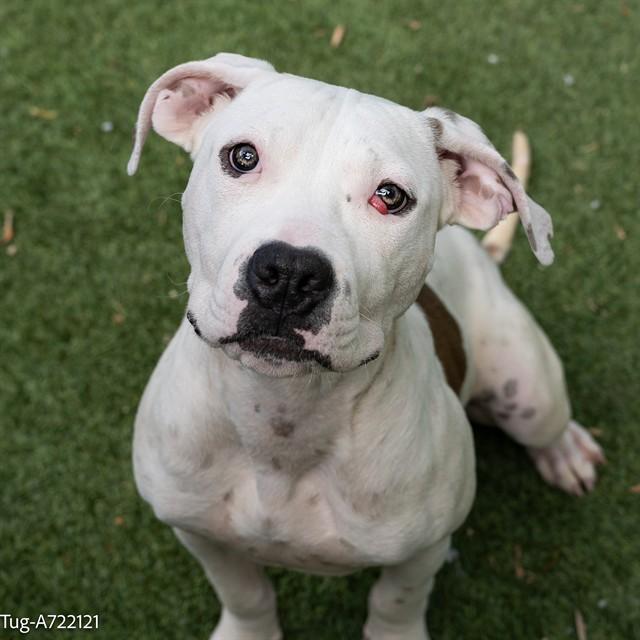 TUG, Adoptable, Young Male Pit Bull Terrier & Mixed Breed.