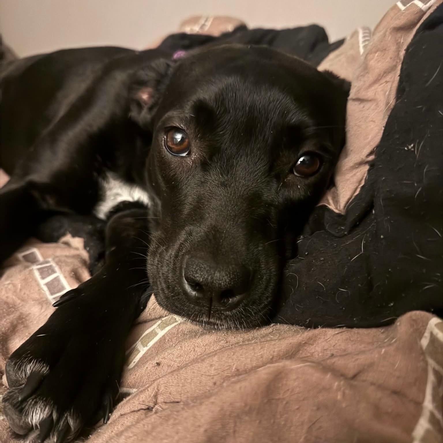 Aquarius, adopted, Puppy Female Labrador Retriever & American Staffordshire Terrier.