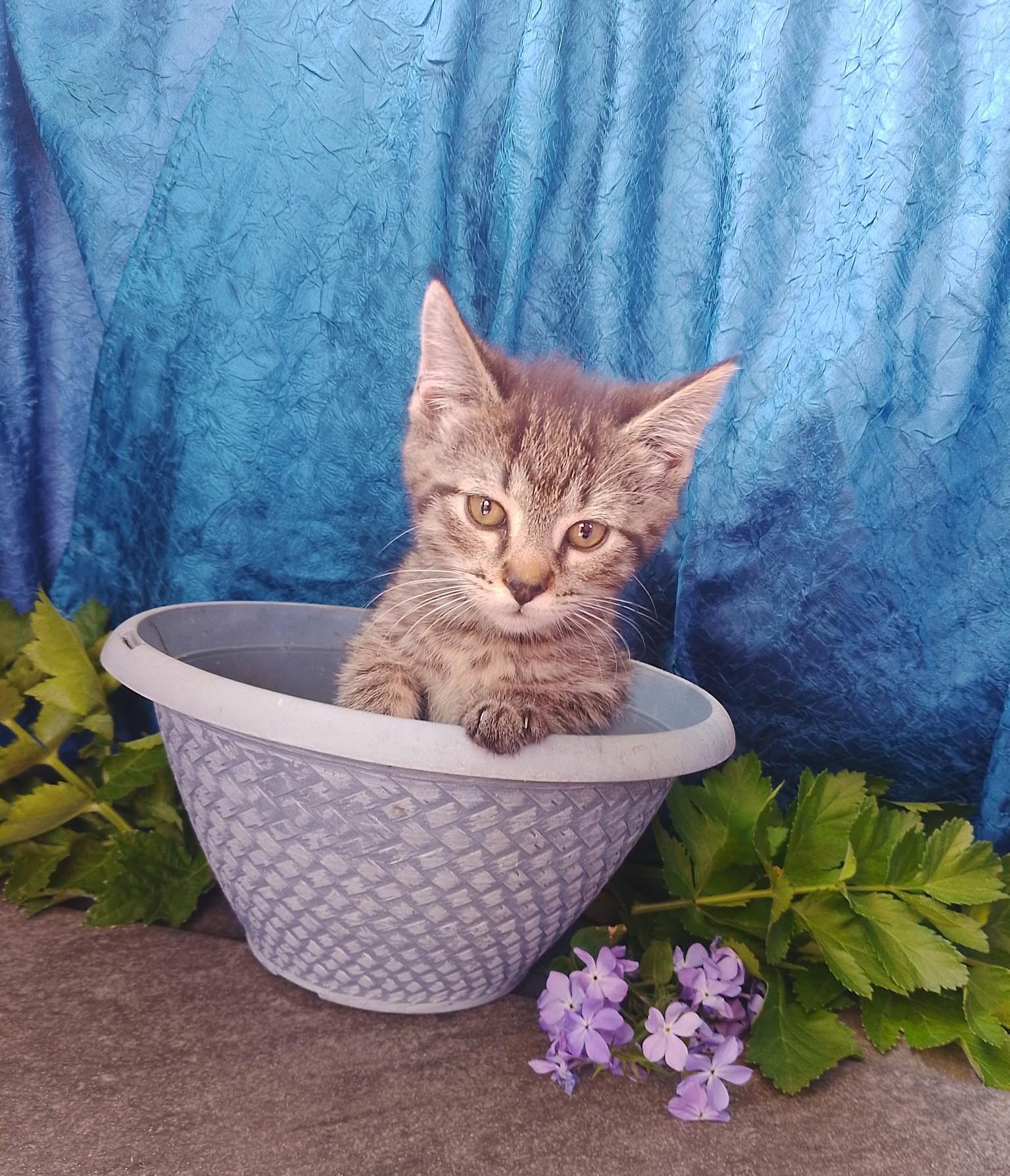 Helen 652, ADOPTABLE, Kitten Female American Shorthair.