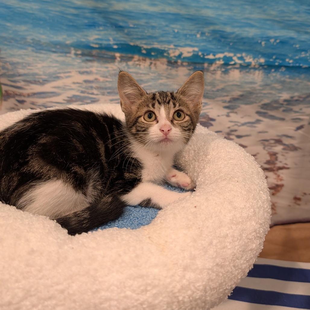 Enlarge Blossom, an adopted Domestic Short Hair in Cape Girardeau, MO image 3/4