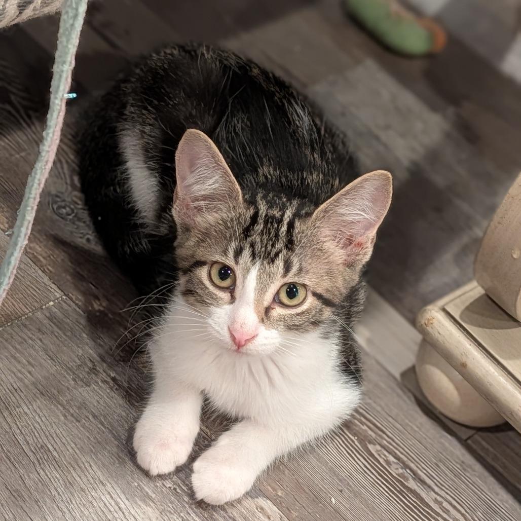 Enlarge Blossom, an adopted Domestic Short Hair in Cape Girardeau, MO image 4/4