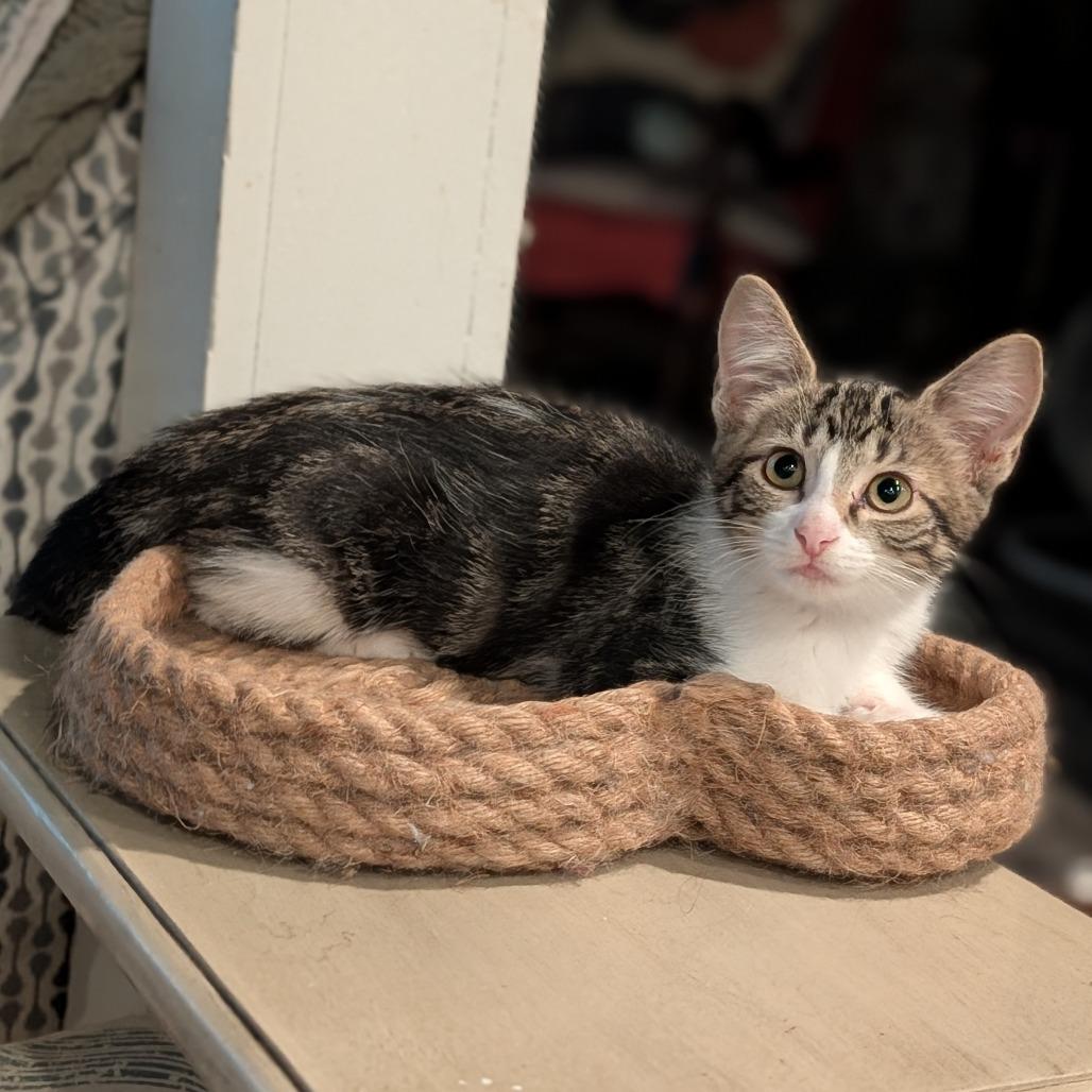 Enlarge Blossom, an adopted Domestic Short Hair in Cape Girardeau, MO image 2/4