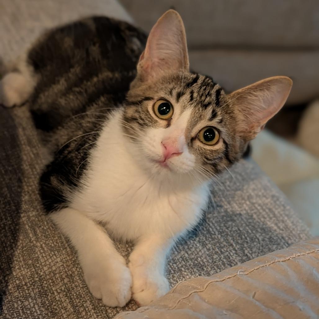 Enlarge Blossom, an adopted Domestic Short Hair in Cape Girardeau, MO image 1/4