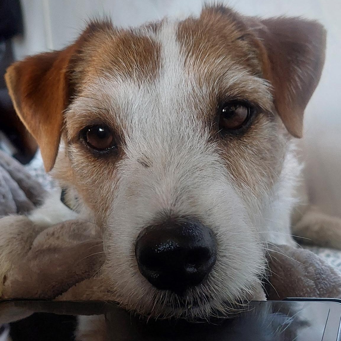 Peter (Chula Vista, CA), Adoptable, Adult Male Parson Russell Terrier.