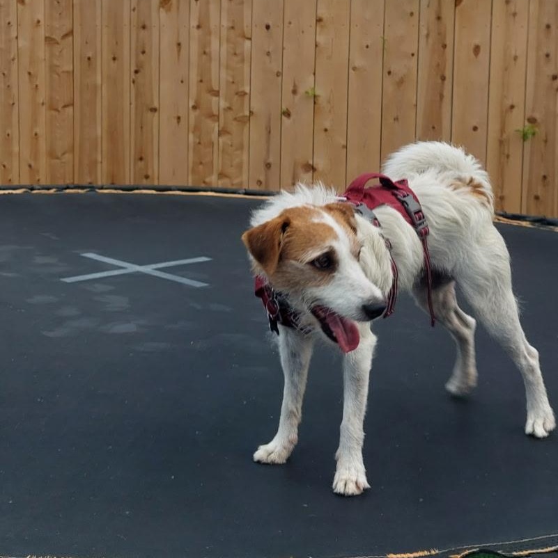 Peter (Chula Vista, CA), a Adoptable Parson Russell Terrier in Moorpark, CA image 3/4