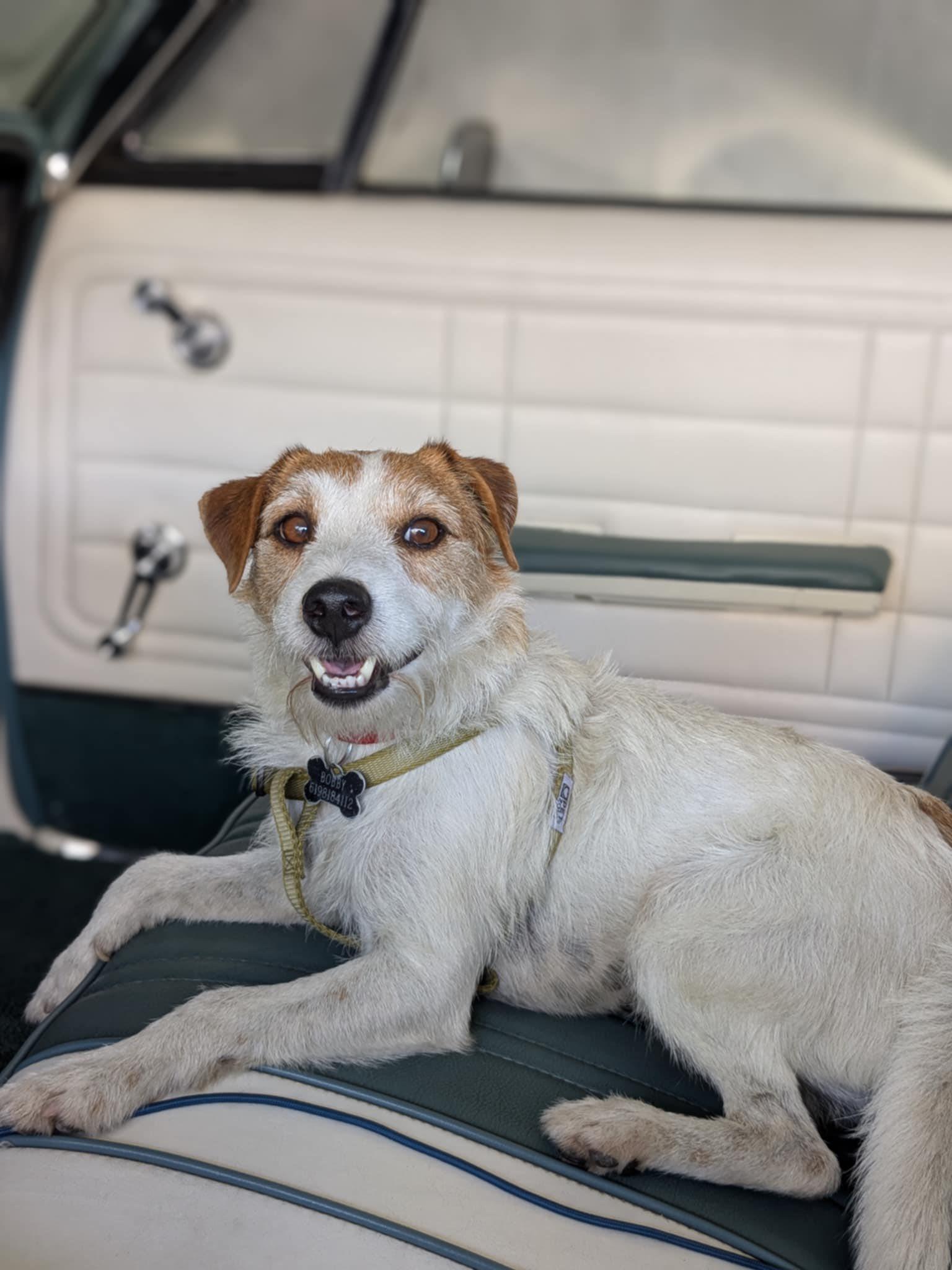 Peter (Chula Vista, CA), a Adoptable Parson Russell Terrier in Moorpark, CA image 4/4