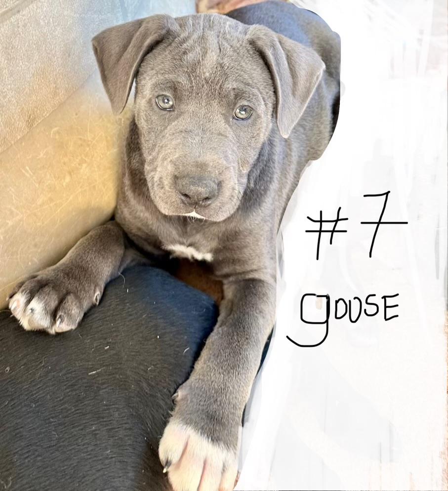 Enlarge Goose, an adopted mixed breed in Sonora, CA image 1/1