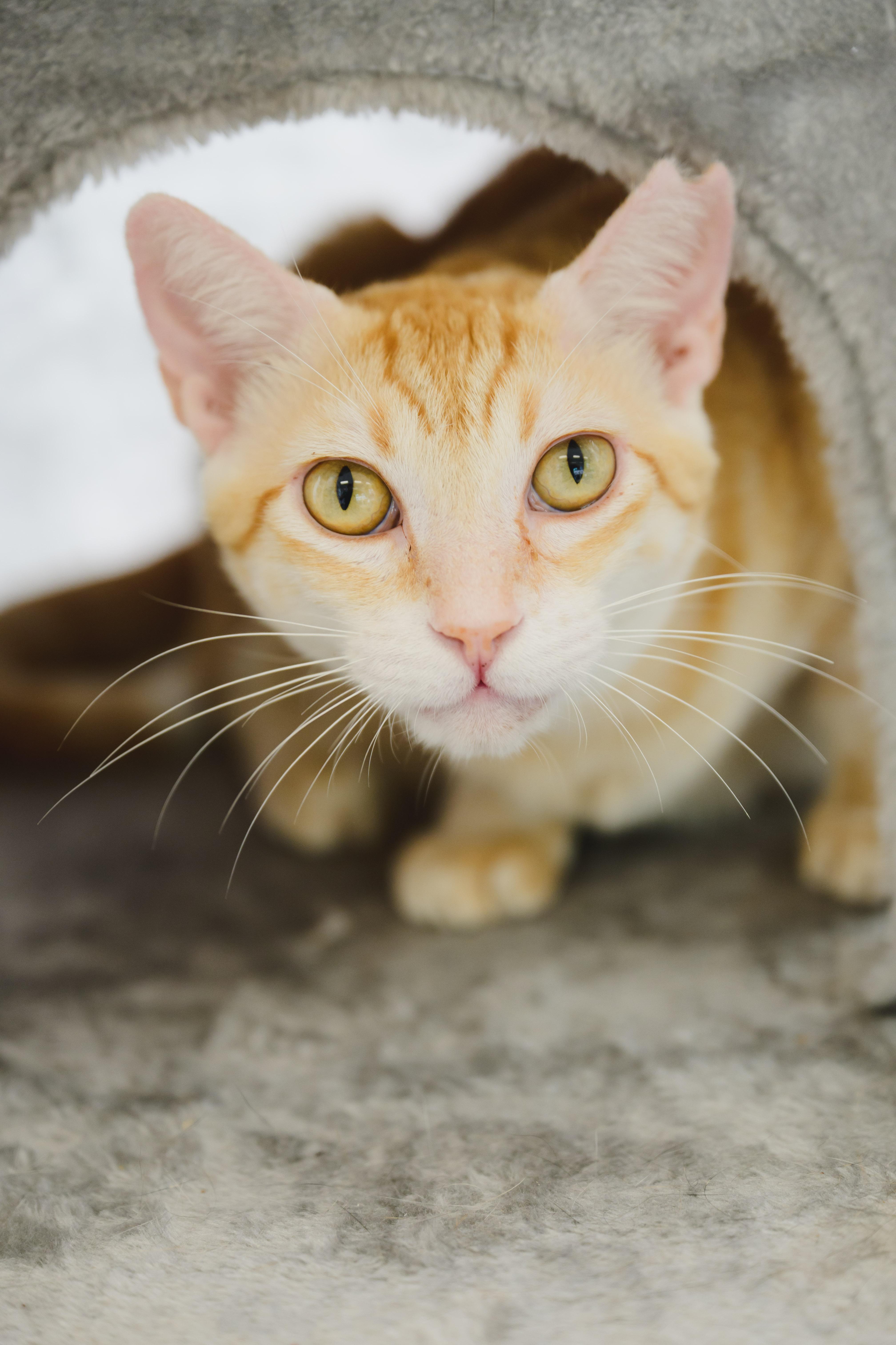 Sugar Paws, Adoptable, Adult Male Domestic Short Hair.