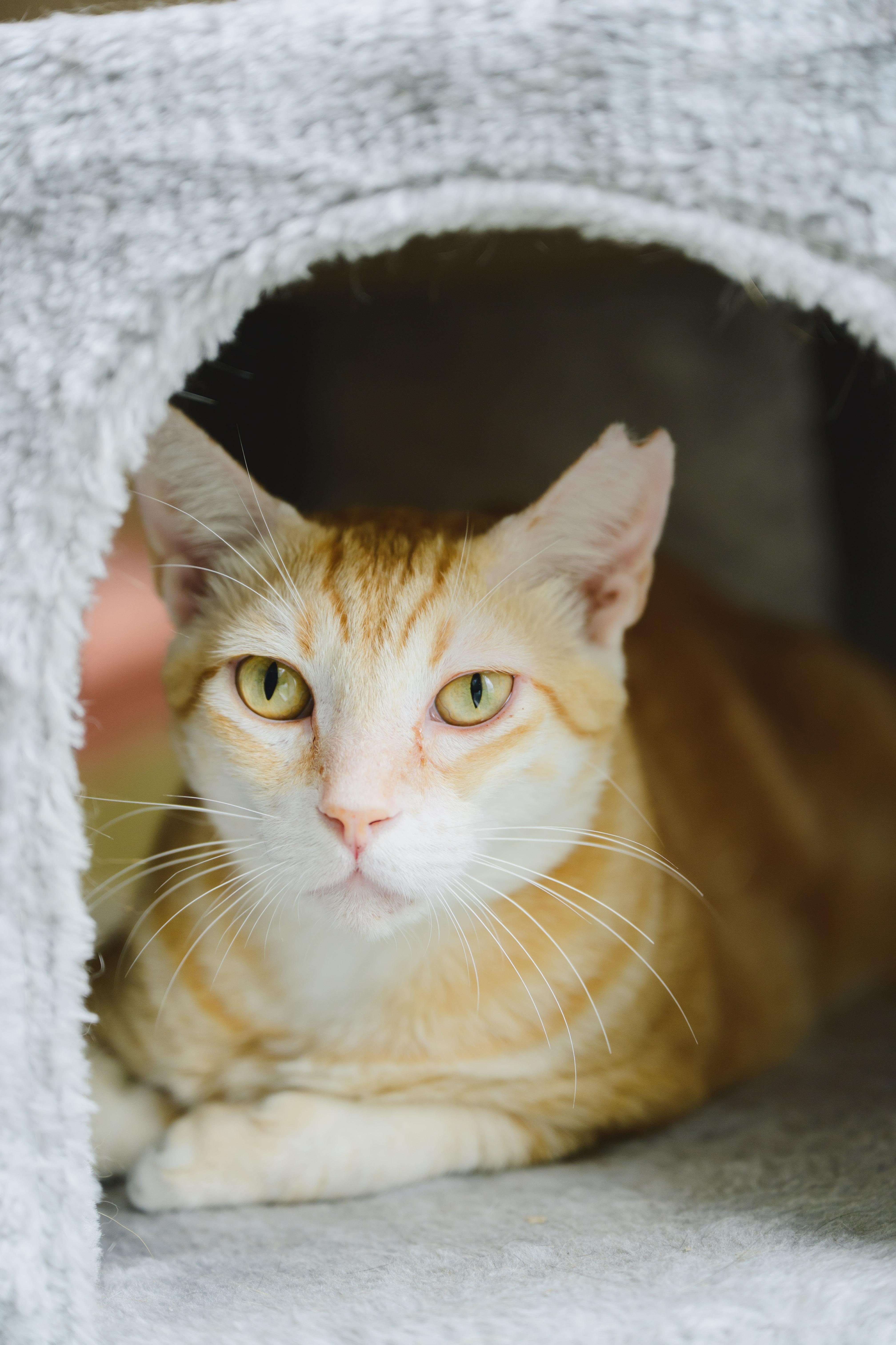 Sugar Paws, a Adoptable mixed breed in Honolulu, HI image 2/6