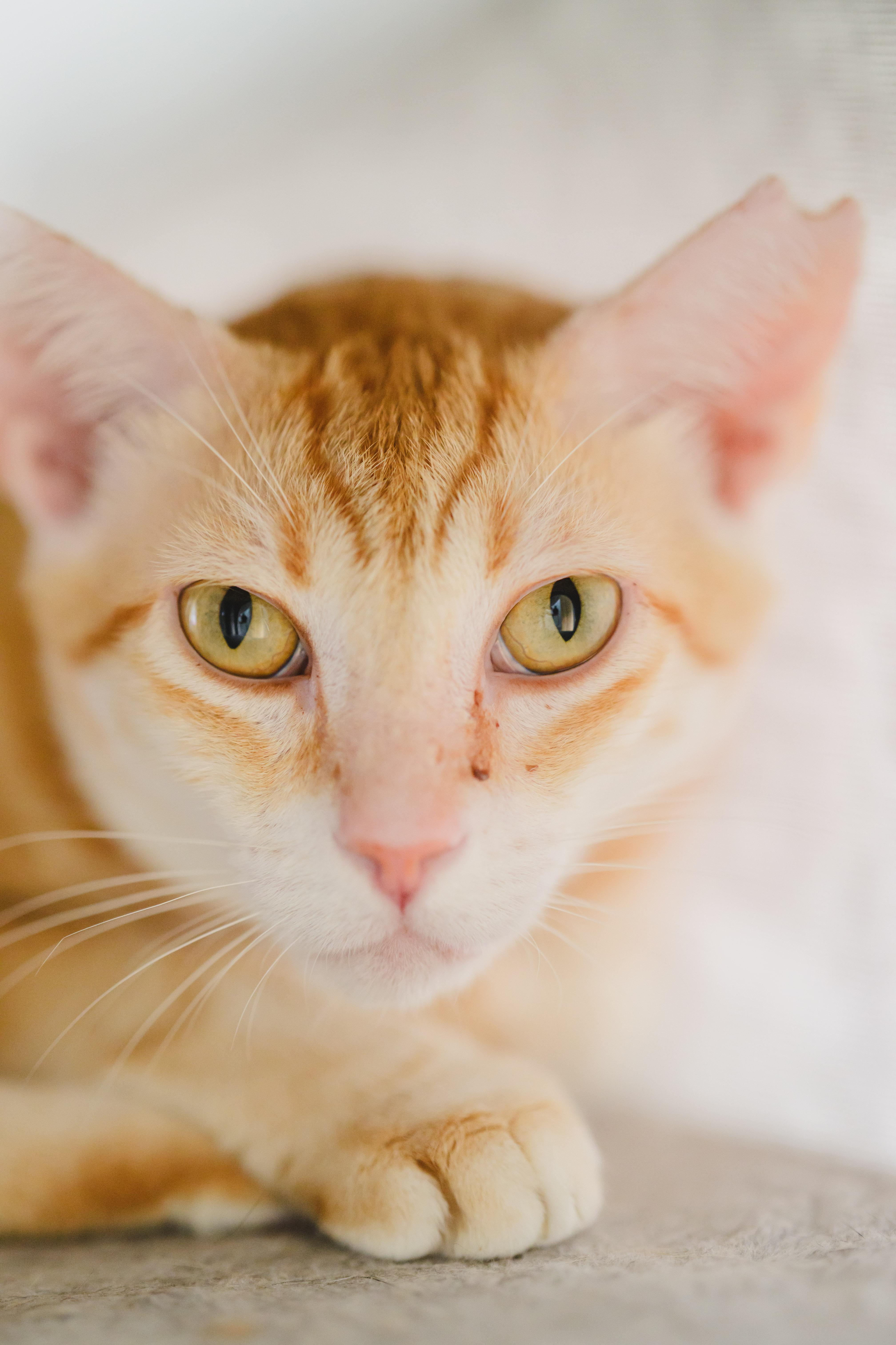 Sugar Paws, a Adoptable mixed breed in Honolulu, HI image 3/6