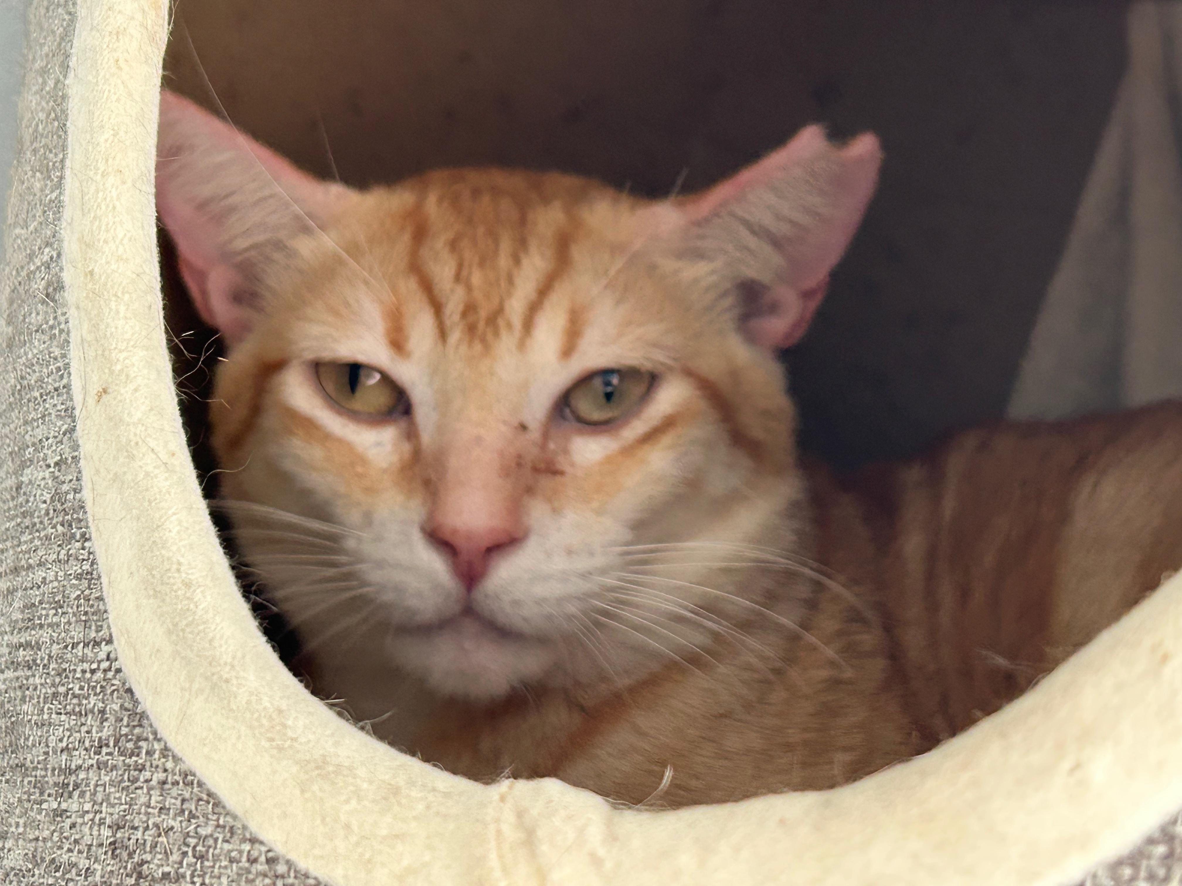 Sugar Paws, Adoptable, Adult Male Domestic Short Hair.