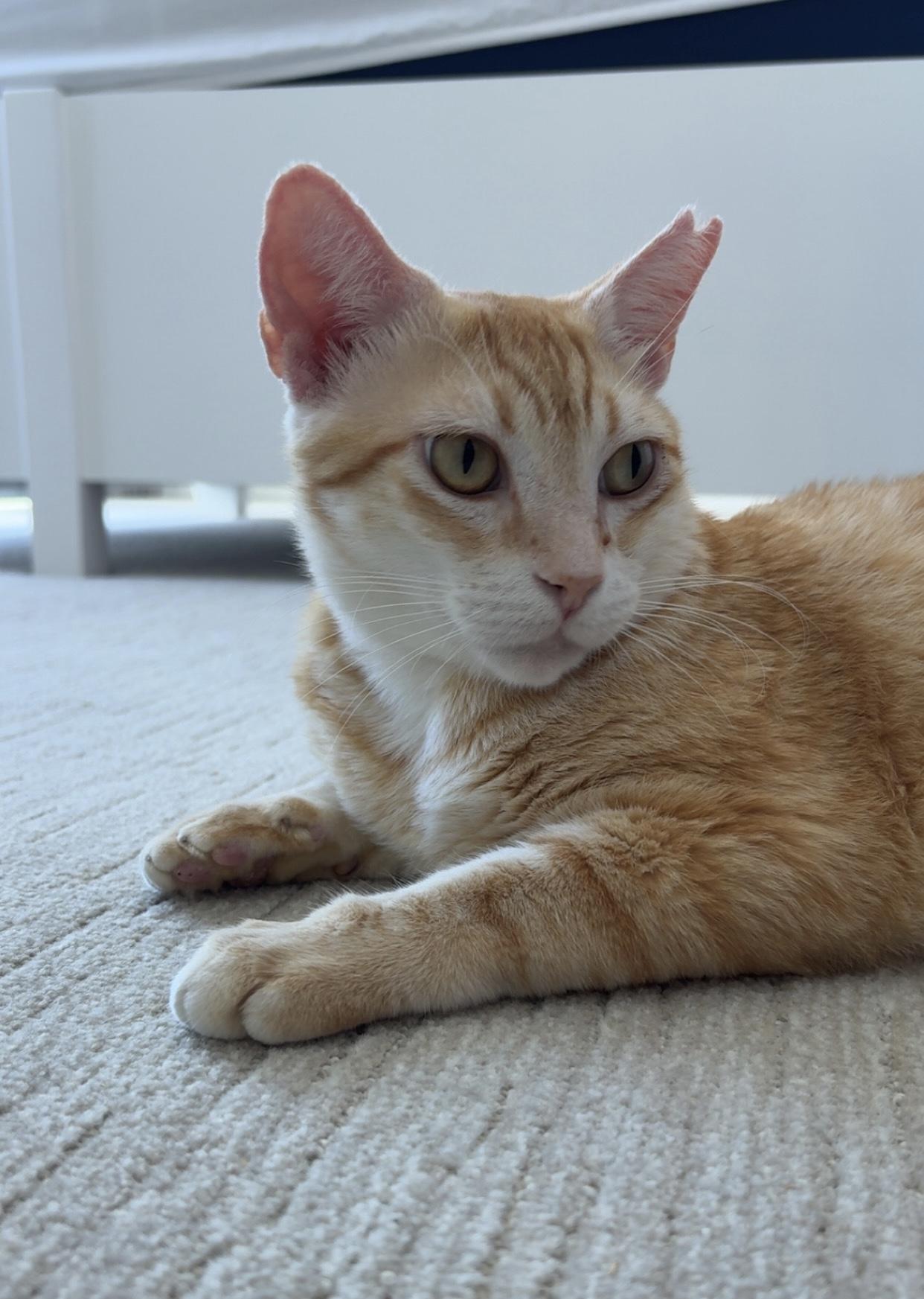 Sugar Paws, a Adoptable mixed breed in Honolulu, HI image 2/4