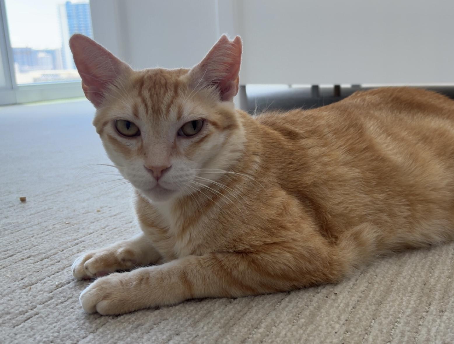 Sugar Paws, a Adoptable mixed breed in Honolulu, HI image 3/4