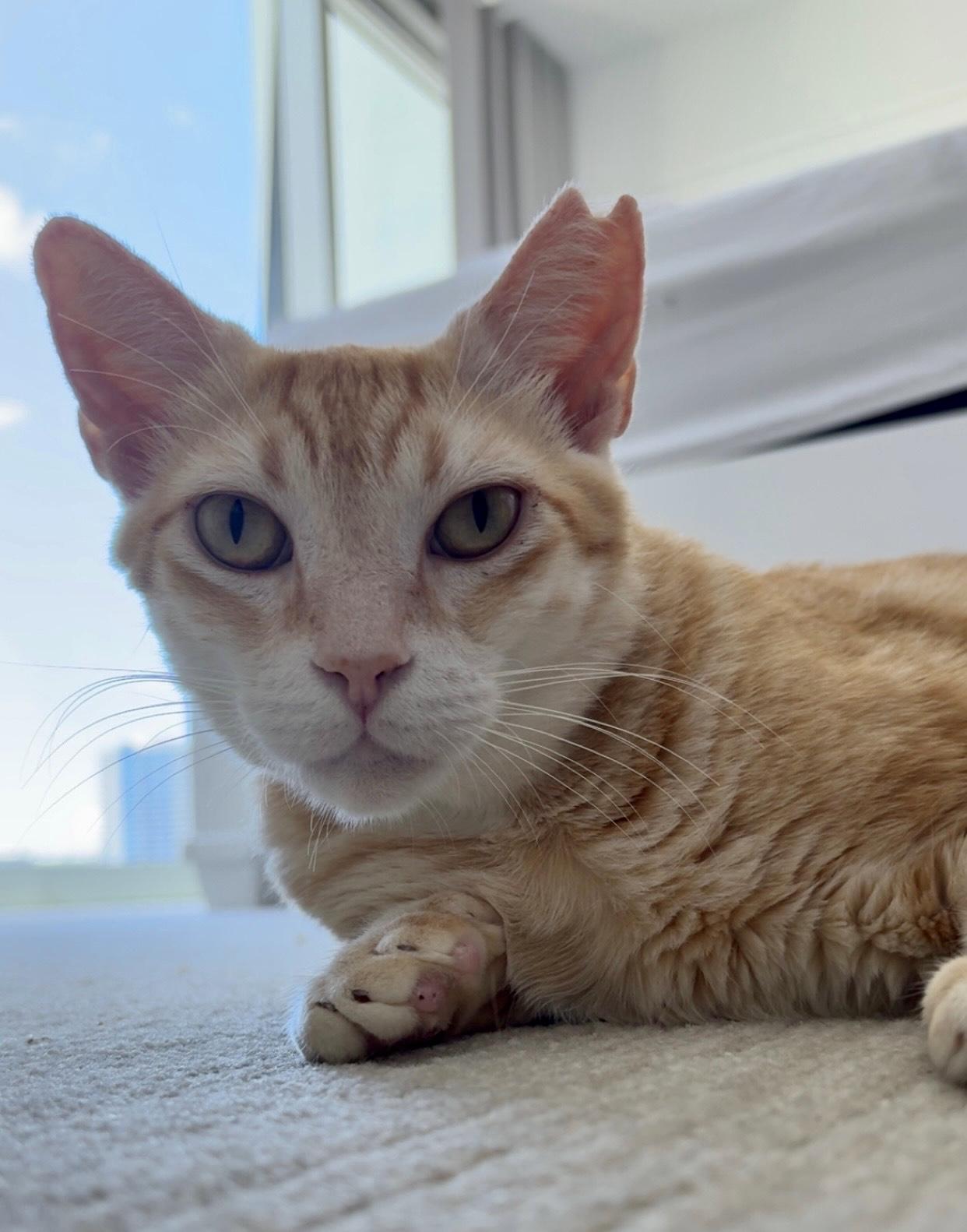 Sugar Paws, a Adoptable mixed breed in Honolulu, HI image 4/4