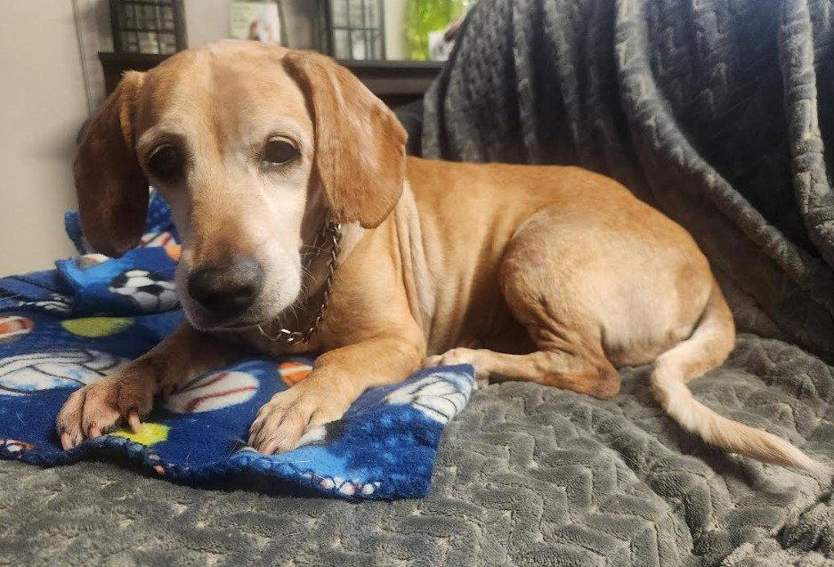 Dublin, Adoptable, Adult Male Dachshund & Beagle.