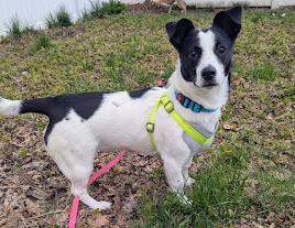 Sweet Pea, Adoptable, Puppy Female Jack Russell Terrier.