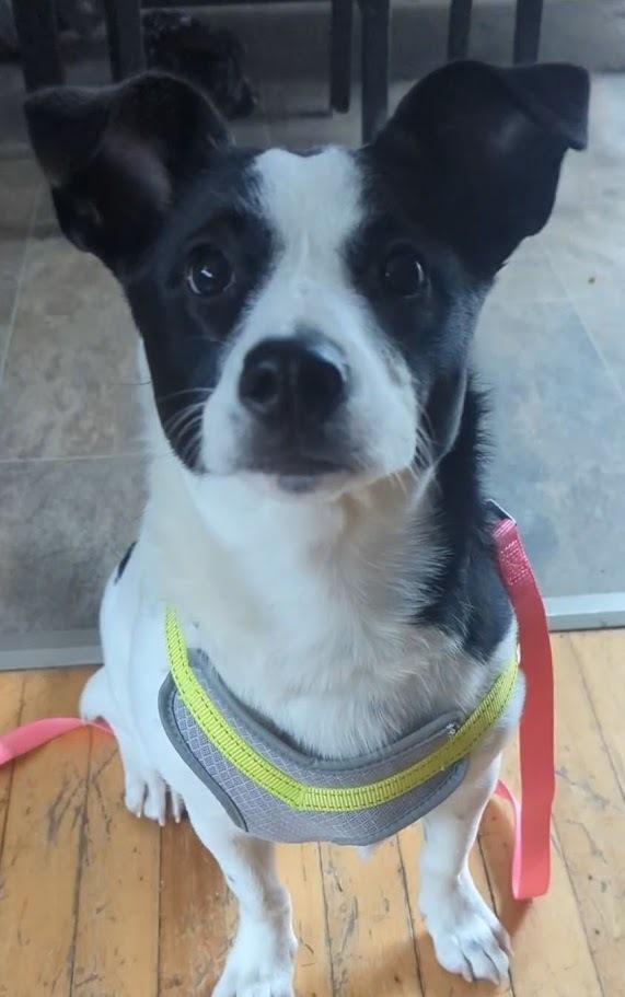 Enlarge Sweet Pea, a Adoptable mixed breed in Norfolk, MA image 2/6