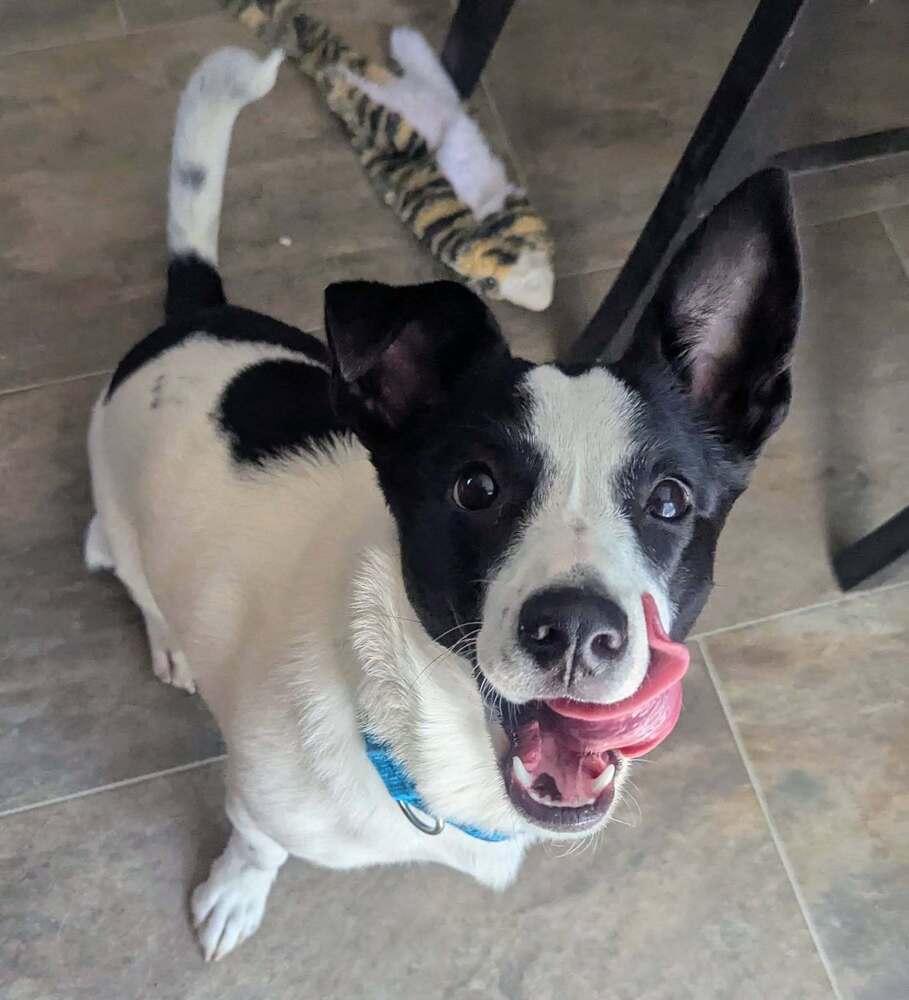 Enlarge Sweet Pea, a Adoptable mixed breed in Norfolk, MA image 3/6