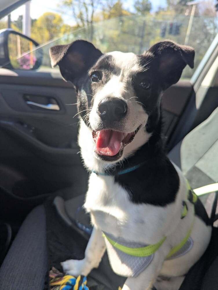 Enlarge Sweet Pea, a Adoptable mixed breed in Norfolk, MA image 4/6