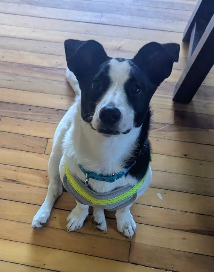 Enlarge Sweet Pea, a Adoptable mixed breed in Norfolk, MA image 5/6